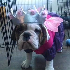 Meet your Posher, Jacqueline